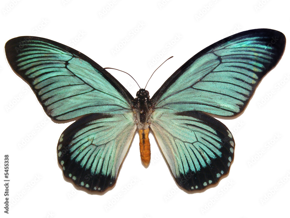 butterfly butterfly