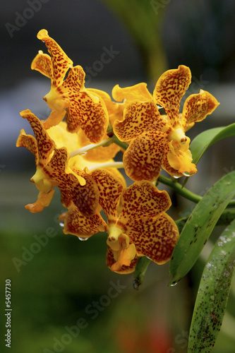 Vanda, Orchidee photo