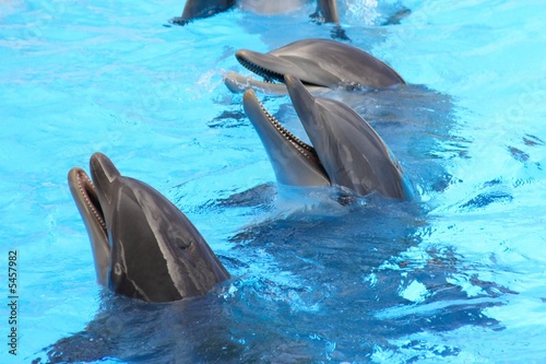 Laughing Dolphins