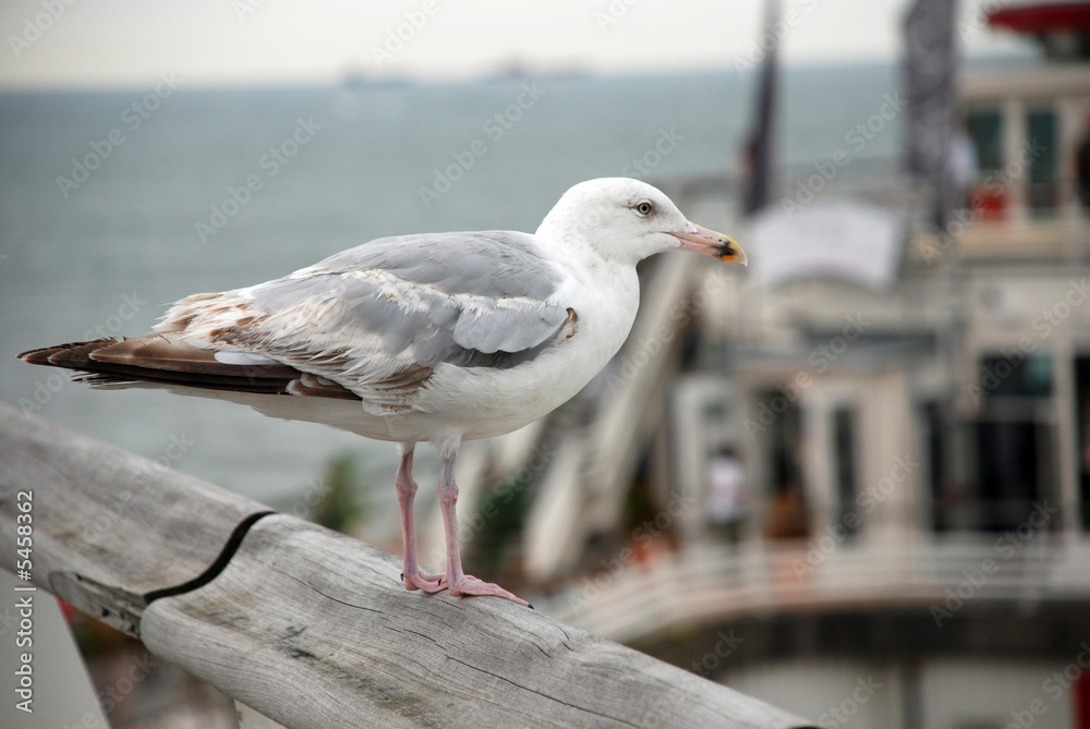 A seagull near the beach of Scheveningen ( Holland) A seagull near the beach of Scheveningen ( Holland)