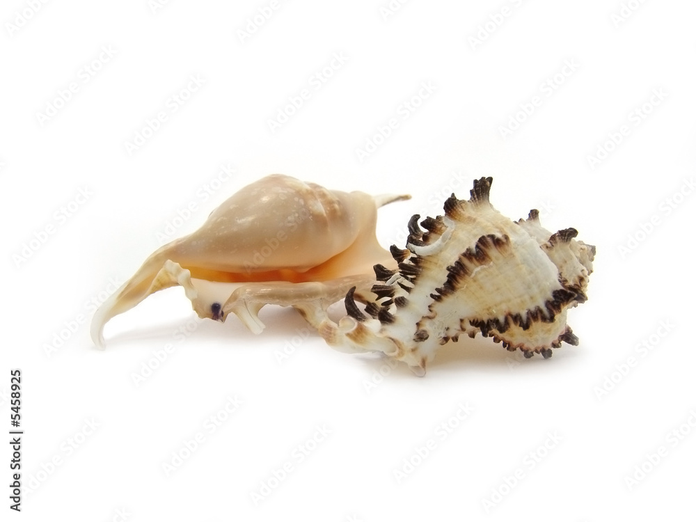 two shells on a white background two shells on a white background