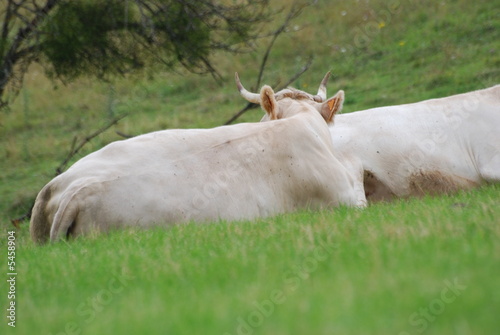 vache et pres photo