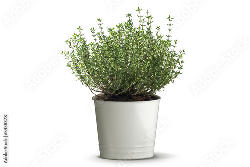 Thyme plant