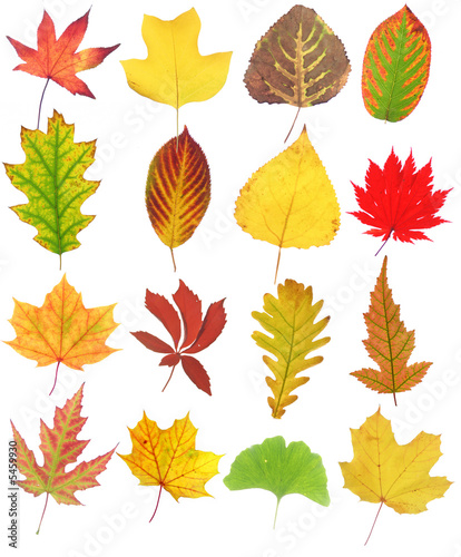Sammlung von Herbstblättern