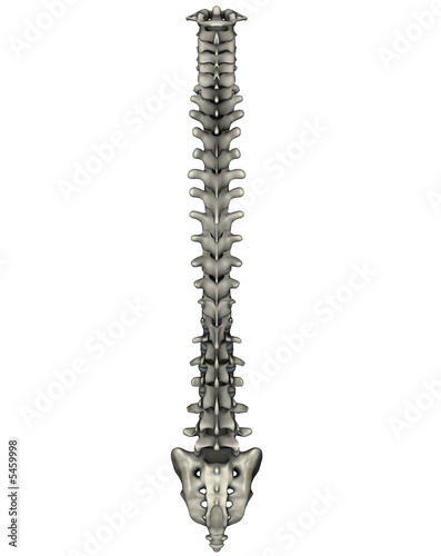 Human posterior spine