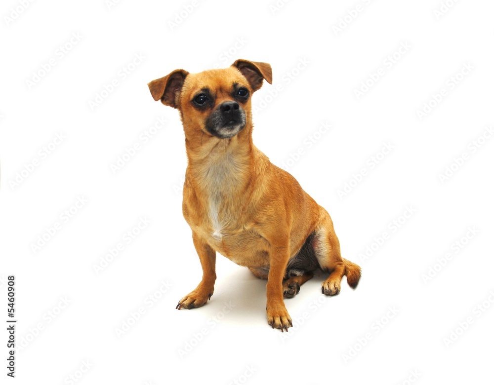 Obraz premium Chihuahua