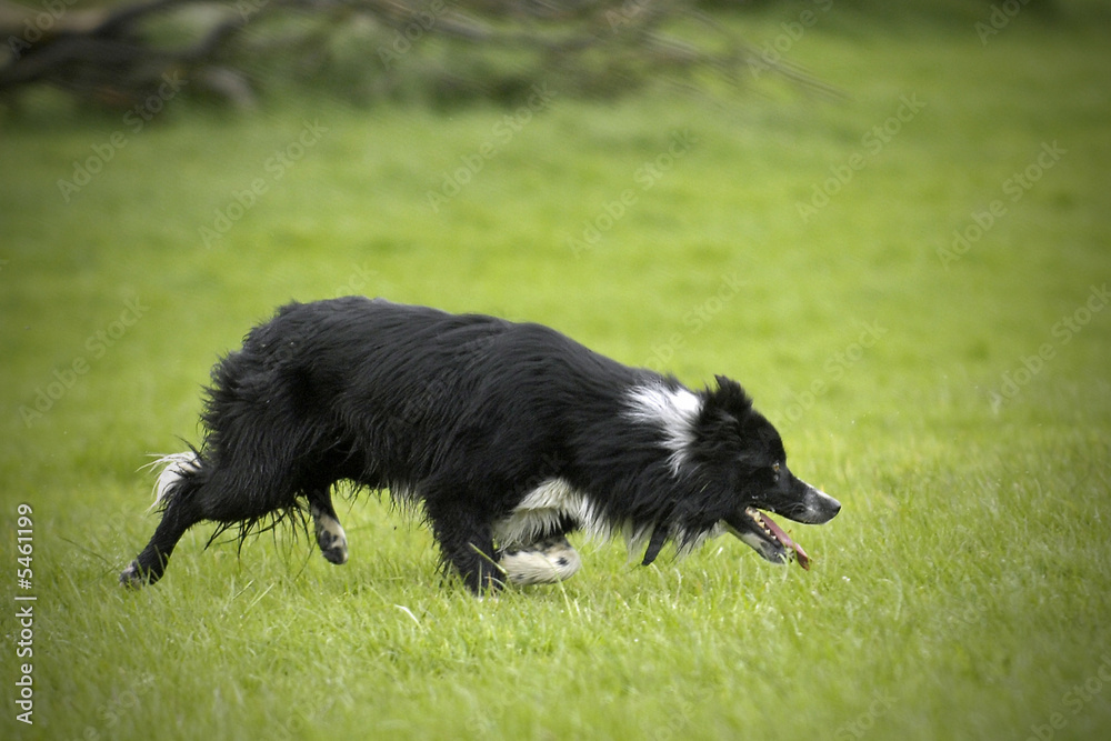 Sheepdog Sheepdog