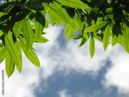 feuilles de manguiers sur ciel bleu et nuages blancs photo