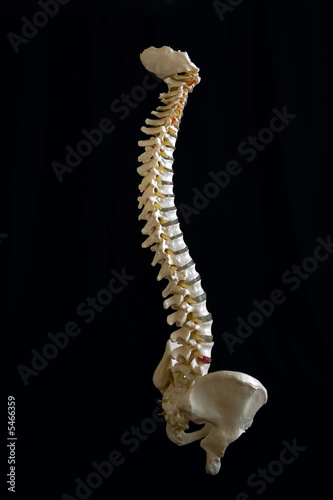Model of human spine.