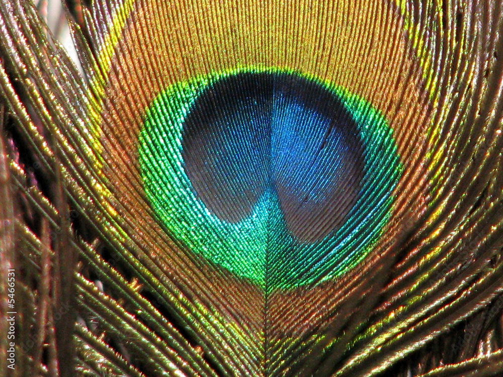 Obraz premium Peacock Eye