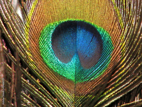Peacock Eye