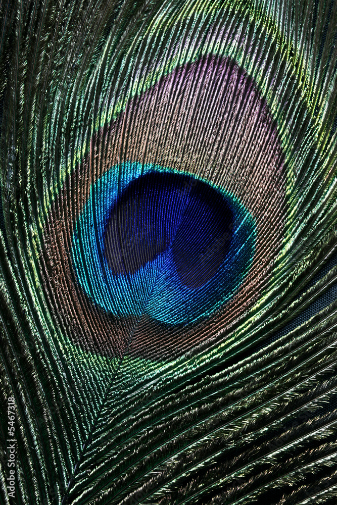 Fototapeta premium peacock eye