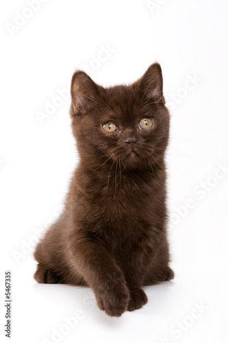 Brown british kitten on white background