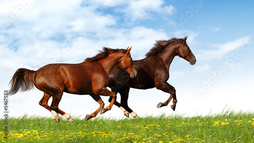 Photos horses gallop