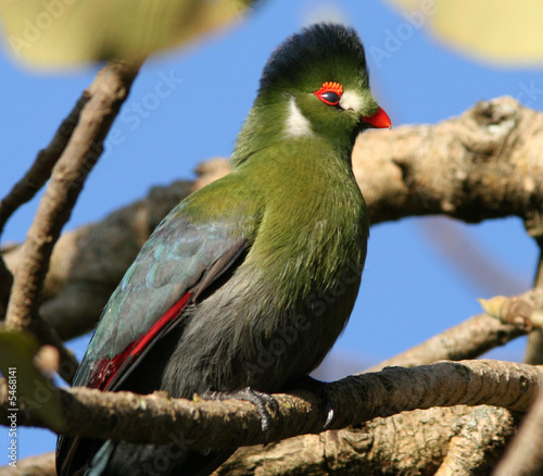 Touraco