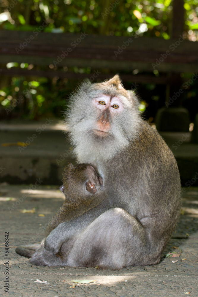 Naklejka premium Long tailed macaques: mother breast-feeding child