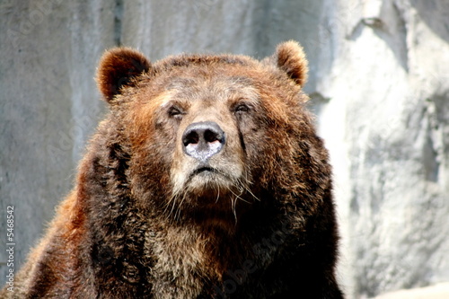 grizzly bear close up