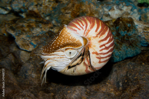 Chambered Nautilus (Nautilus pompilius) underwater