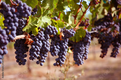 Merlot Grapes on Vine in Vineyard