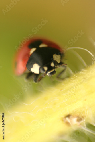 ladybug that run
