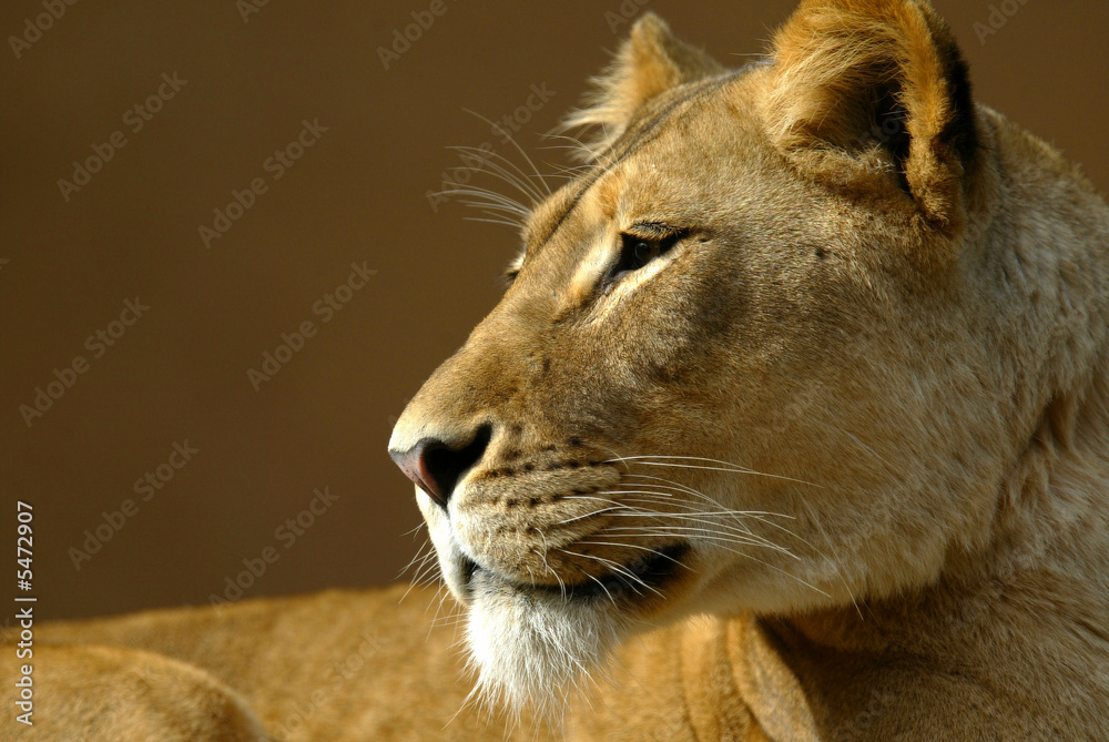 Naklejka premium African Lions