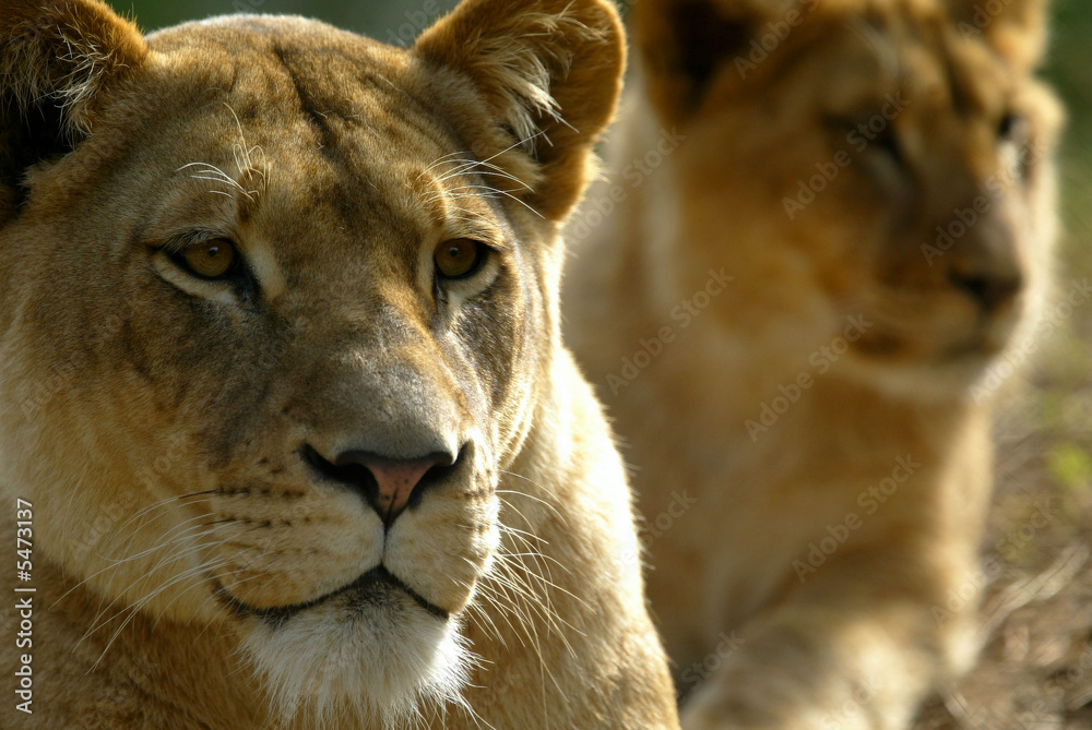 Naklejka premium African Lions