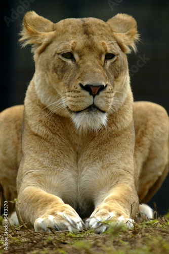 African Lions