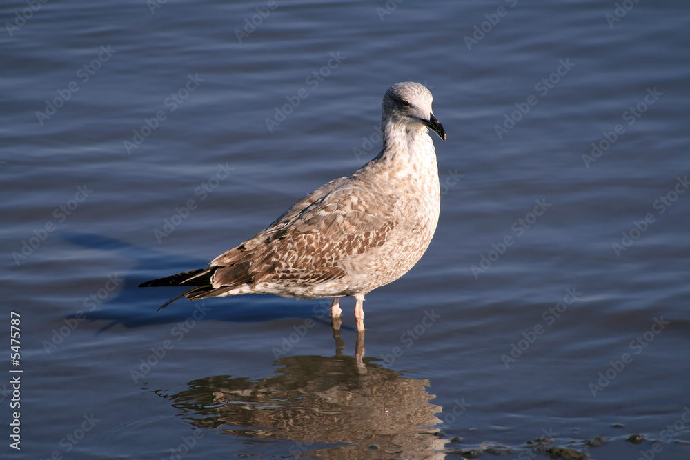 Seagull into the water Seagull into the water