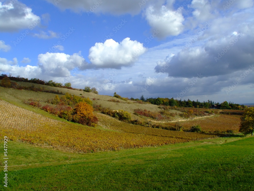 Fototapeta premium vignes en chalonnais