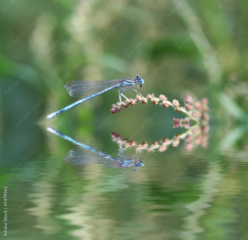 Blue deagofly on grass