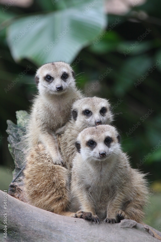 Meerkats Meerkats