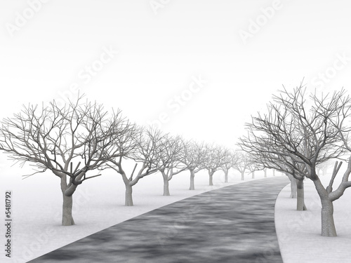 alley of trees in misty haze