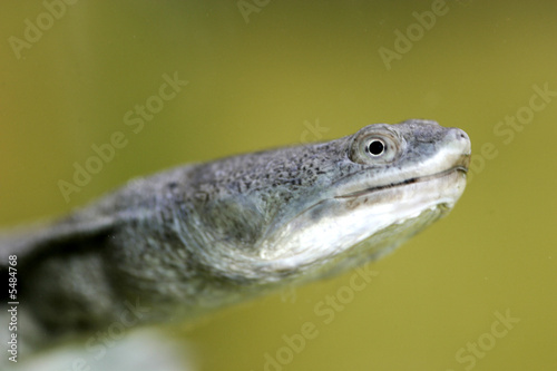 Long Necked Turtle