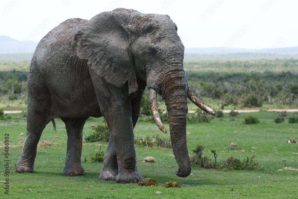 Fototapeta premium bull elephant after a long mud bath with enormous tusks