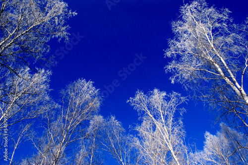 Deer Dark Sky and trees in hoarfrost