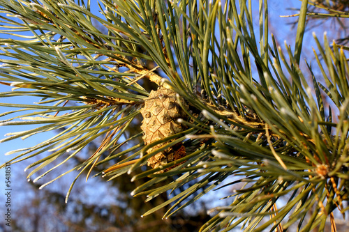 Fur-tree branch  on a background of the dark blue