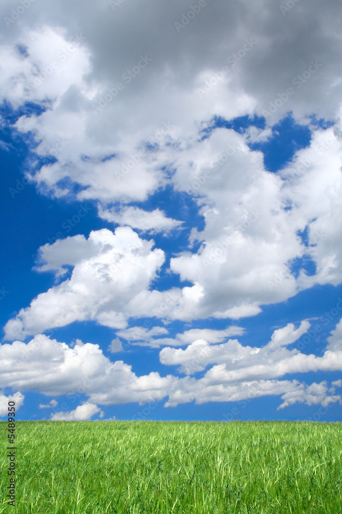 meadow against summrer sky with cumulus clouds meadow against summrer sky with cumulus clouds