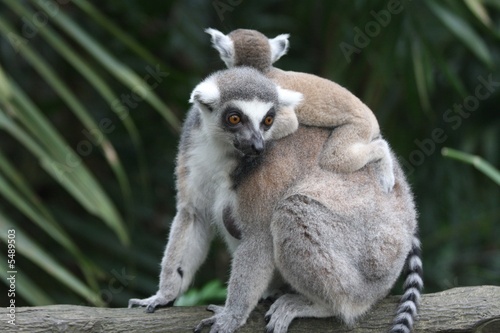 lemur family 2