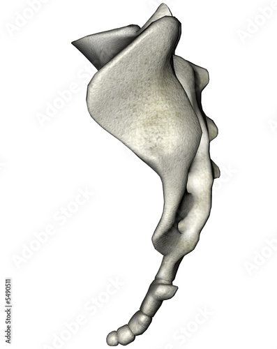 Human lateral sacrum
