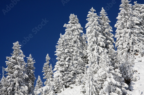 Winter - verschneite Bäume