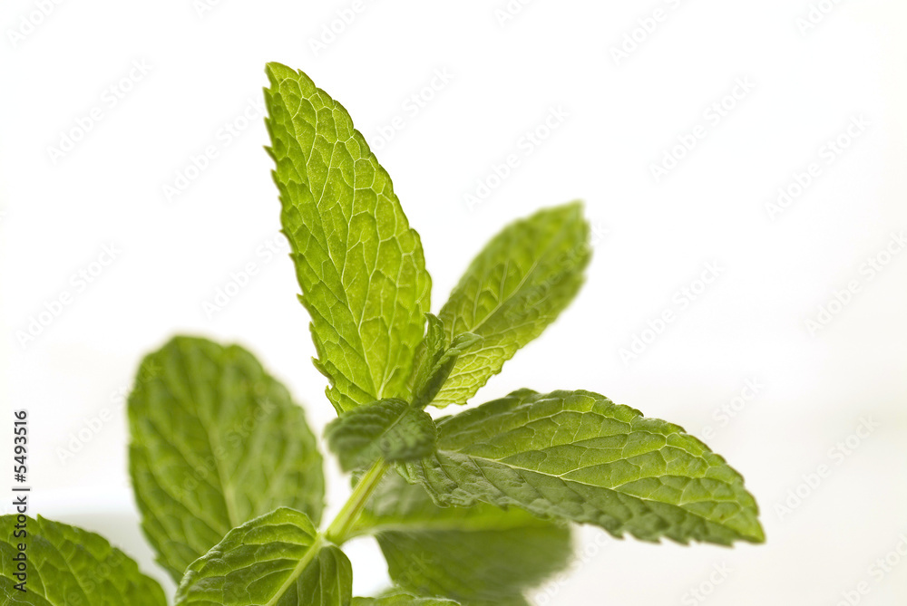 foglie di menta foglie di menta