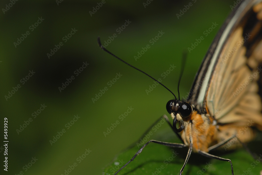 Fototapeta premium A macro image of a butterfly with very large eyes.
