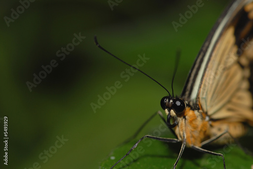 A macro image of a butterfly with very large eyes. © Rusty Dodson
