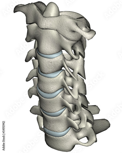 Human anterior oblique cervical spine photo