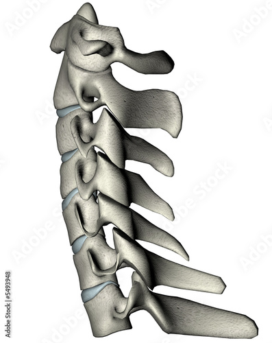 Human lateral cervical spine