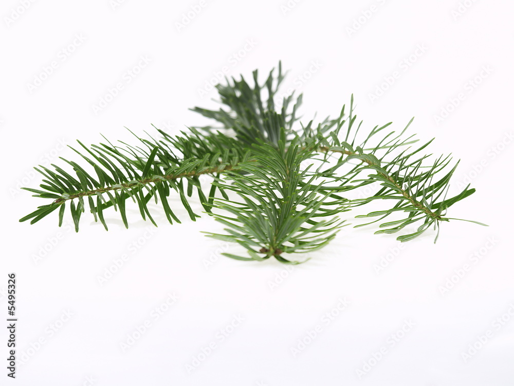 tannenzweig tannenzweig