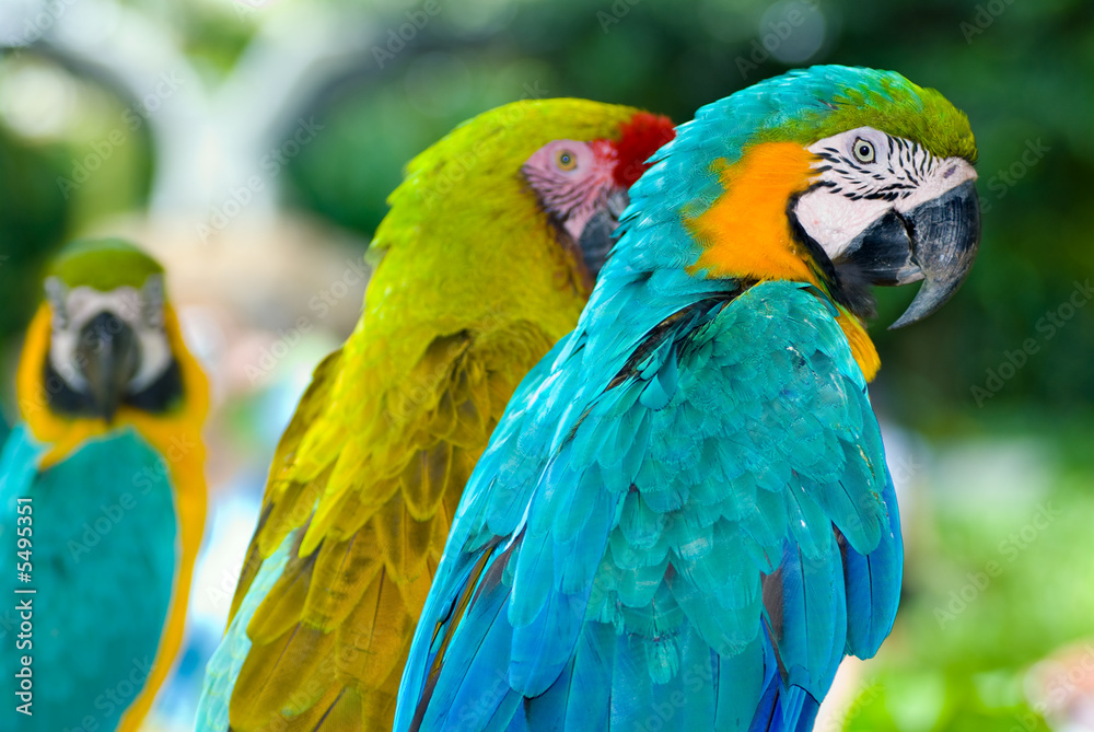 Parrots
