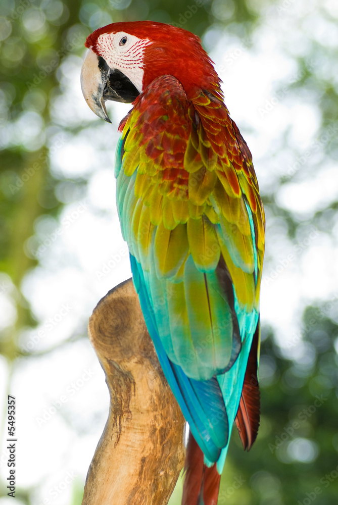 Fototapeta premium Colorful parrot