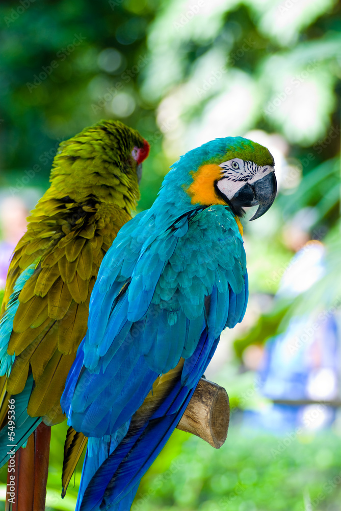 parrots parrots