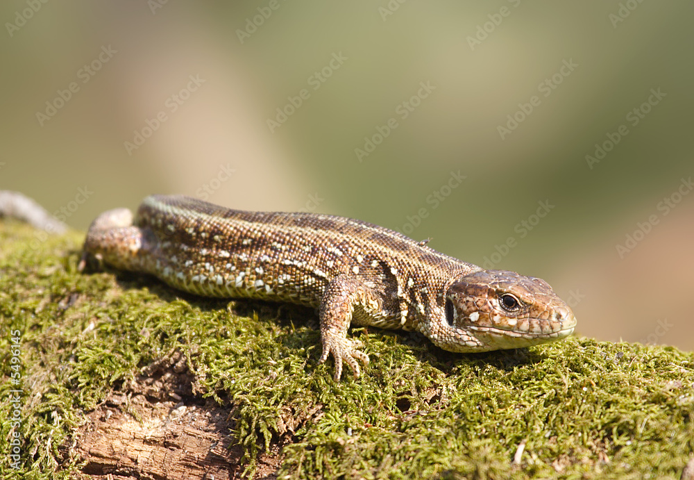 Naklejka premium Lizard